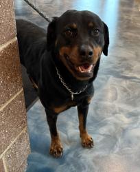 Shelter Stray Female Dog last seen Near W Hopkins, PONTIAC, MI, 48341, 1200 N Telegraph Building 42E, Pontiac, MI 48340, USA