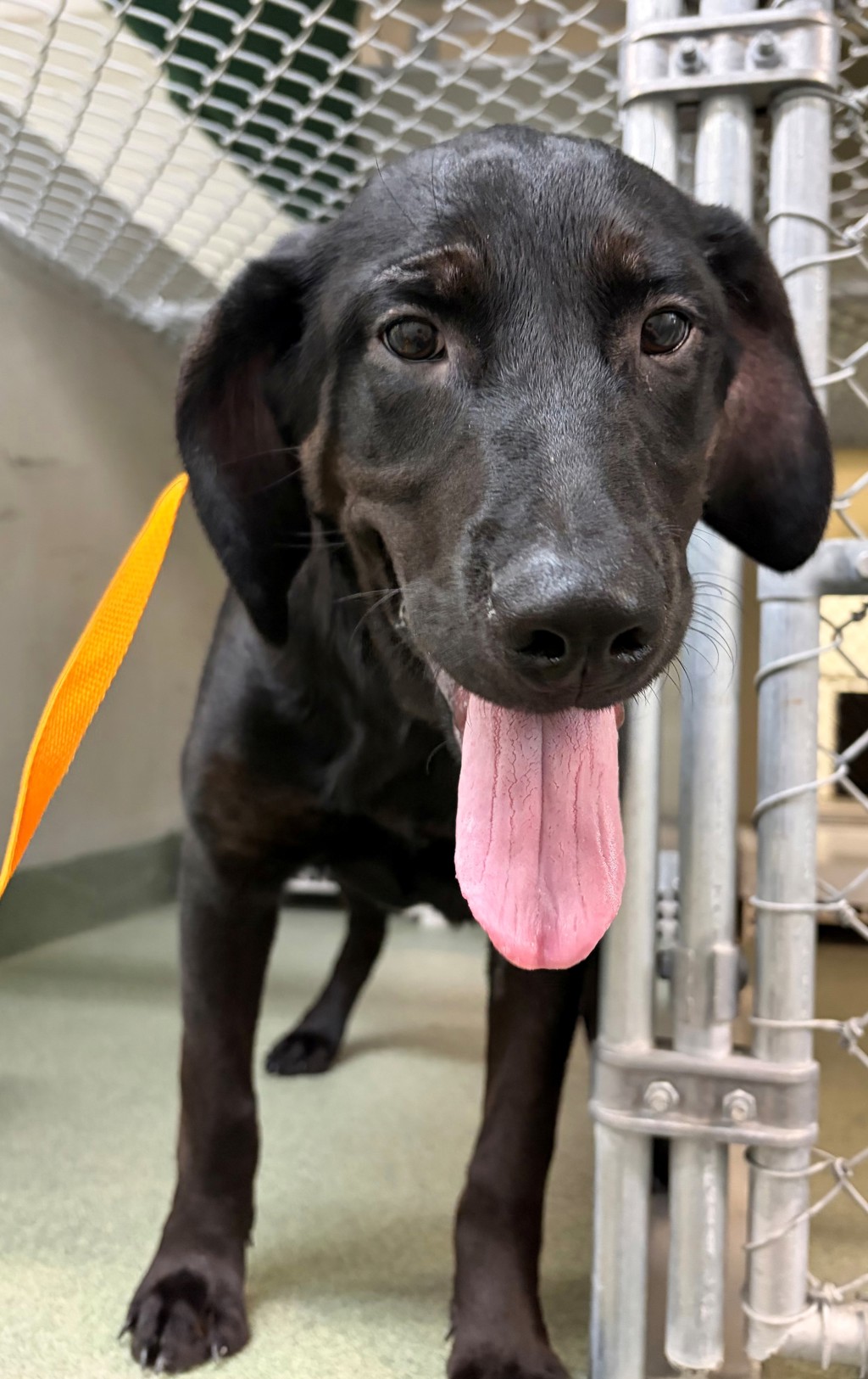 Shelter Stray Female Dog last seen Winter Breeze Drive, MIDLOTHIAN, VA, 23113, 9300 Public Works Rd, Chesterfield, VA 23832, USA