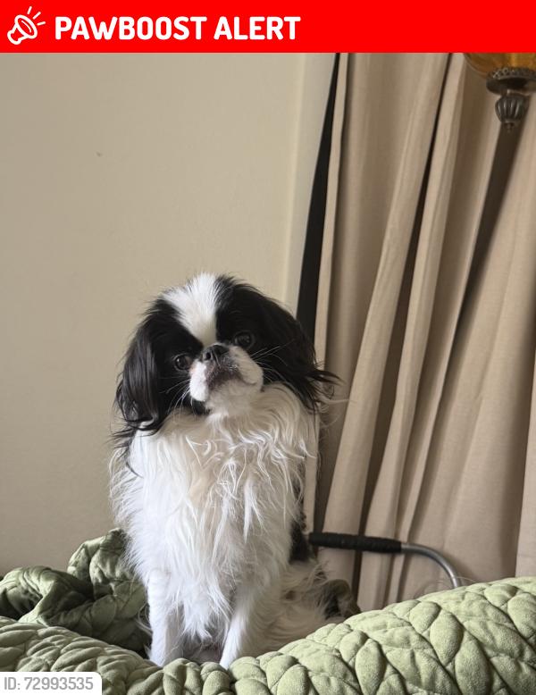 Lost Male Dog last seen S royer & Las Vegas headed toward train tracks, Colorado Springs, CO 80903