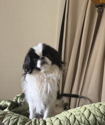Lost Male Dog last seen S royer & Las Vegas headed toward train tracks, Colorado Springs, CO 80903