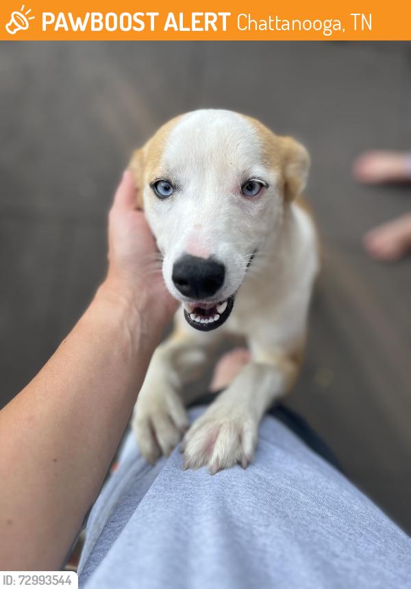 Found/Stray Female Dog last seen Corner of Cherryton Blvd and Gillespie Terrace , Chattanooga, TN 37411