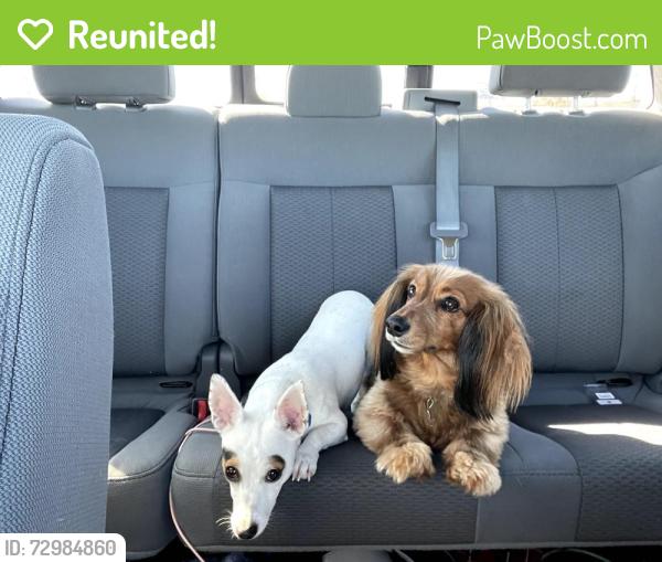 Reunited Female Dog last seen Camelot and Sycamore School rd, Fort Worth, TX 76134