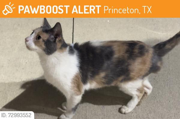 Found/Stray Female Cat last seen Across from Princeton High School, Princeton, TX 75407