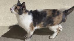 Found/Stray Female Cat last seen Across from Princeton High School, Princeton, TX 75407