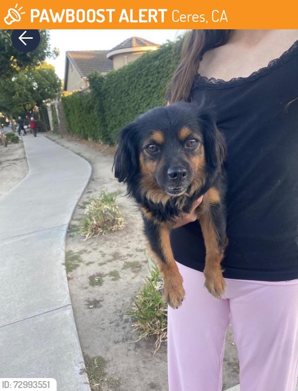 Found/Stray Male Dog last seen Eastgate, Ceres, CA 95358