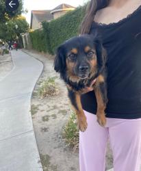 Found/Stray Male Dog last seen Eastgate, Ceres, CA 95358