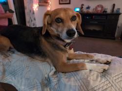 Reunited Female Dog last seen Blossum and Flamingo, Sebastian, FL 32958