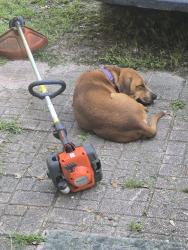 Reunited Male Dog last seen Hall Rd, Mobile County, AL 36544