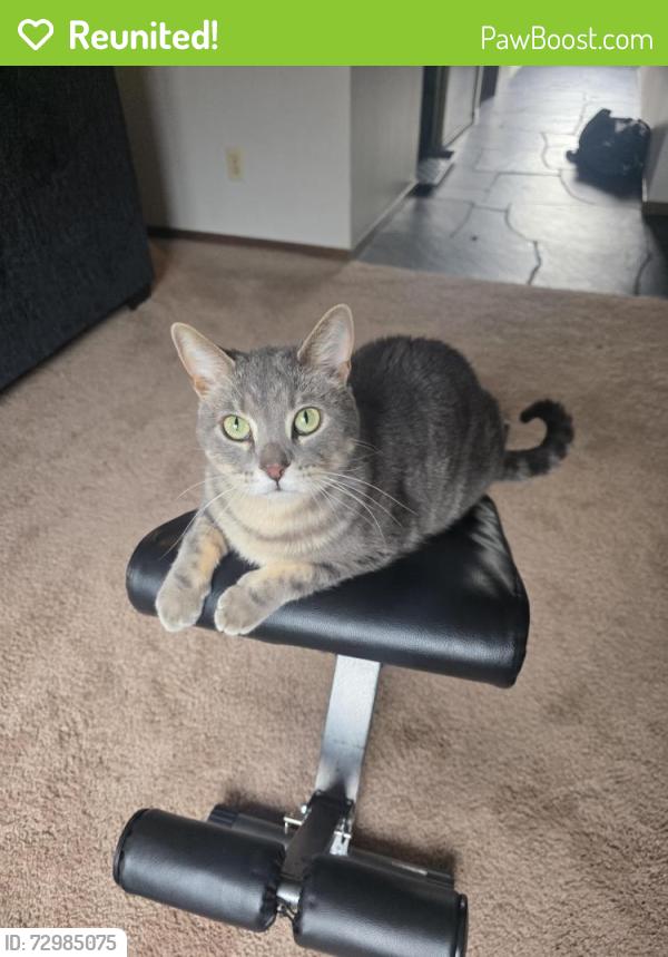 Reunited Male Cat last seen Hous4, Mendota Heights, MN 55120