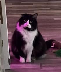 Reunited Male Cat last seen 72nd Terrace and Woodland, Shawnee, KS 66218