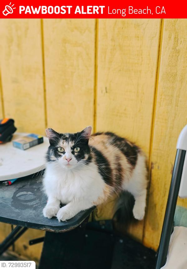 Lost Female Cat last seen Chestnut, Long Beach, CA 90805