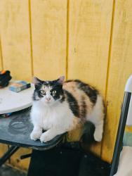 Lost Female Cat last seen Chestnut, Long Beach, CA 90805