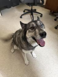 Reunited Female Dog last seen Marsh Point Rd, Neptune Beach, FL 32266