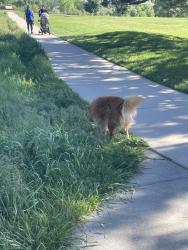 Found/Stray Male Dog last seen Cottonwood Creek Park, Colorado Springs, CO 80918