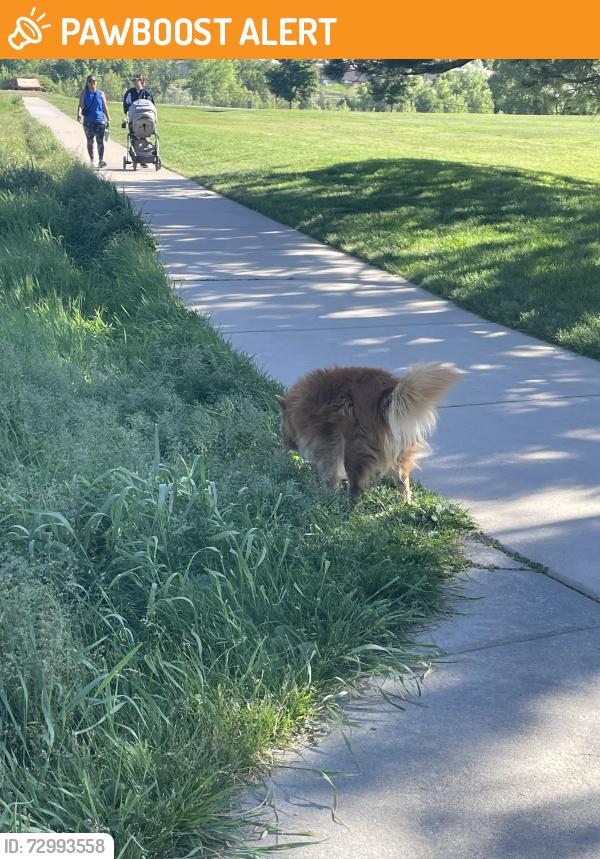 Found/Stray Male Dog last seen Cottonwood Creek Park, Colorado Springs, CO 80918