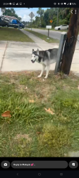 Found/Stray Male Dog last seen us 19 and Gulf way, Sea pines , Pasco County, FL 34667
