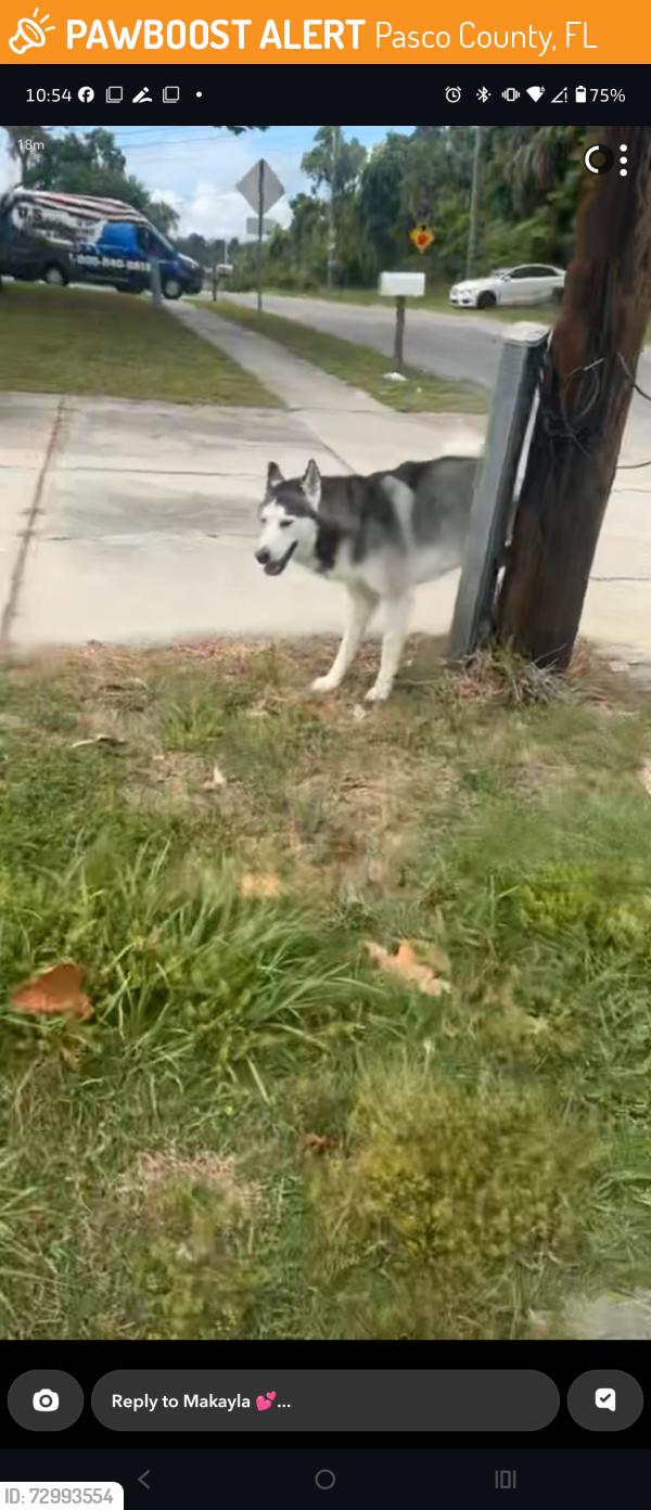 Found/Stray Male Dog last seen us 19 and Gulf way, Sea pines , Pasco County, FL 34667