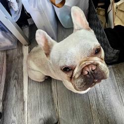 Reunited Unknown Dog last seen Gears rd ,TC jester,and Hugh road, zip code77067, Houston, TX 77067