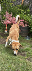 Found/Stray Female Dog last seen Lansing and alameda, Salem, OR 97301
