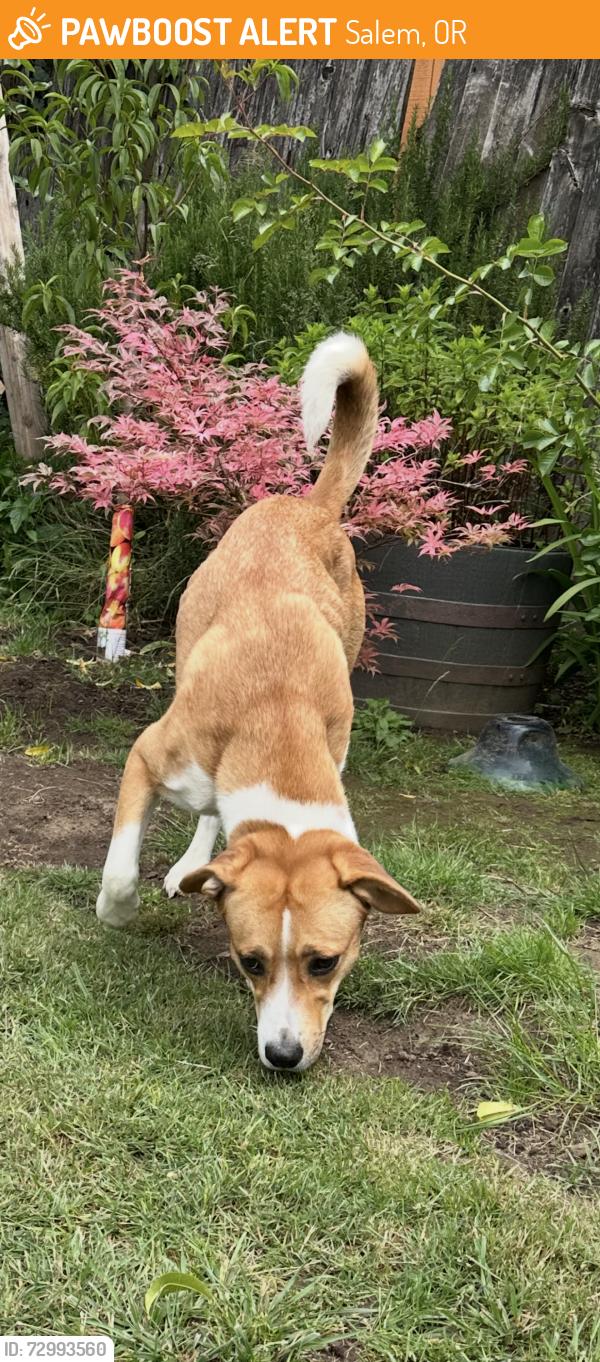 Found/Stray Female Dog last seen Lansing and alameda, Salem, OR 97301