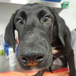 Shelter Stray Male Dog last seen , 328 Furman Hall Rd, Greenville, SC 29609, USA