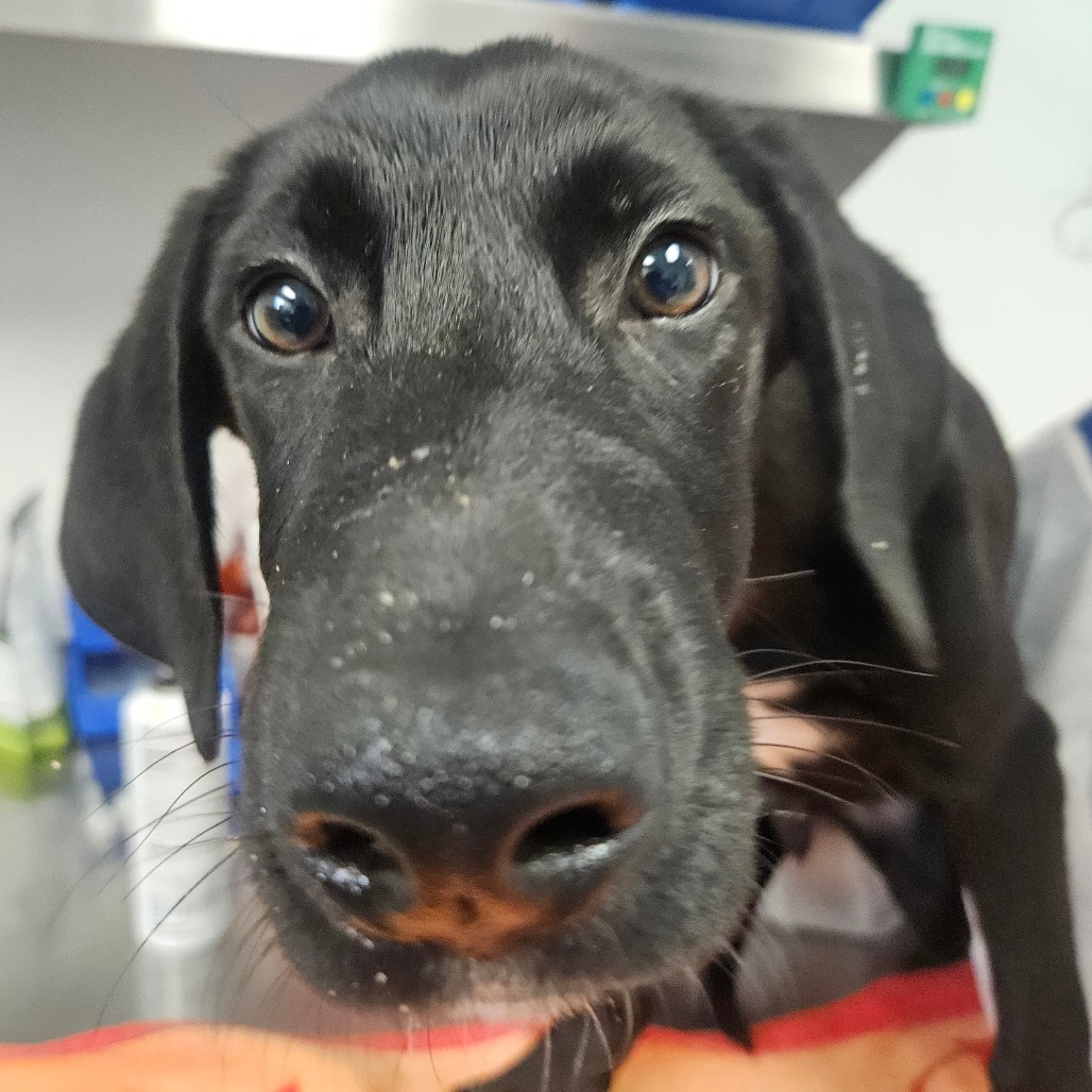 Shelter Stray Male Dog last seen , 328 Furman Hall Rd, Greenville, SC 29609, USA