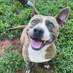 Shelter Stray Female Dog last seen , 328 Furman Hall Rd, Greenville, SC 29609, USA