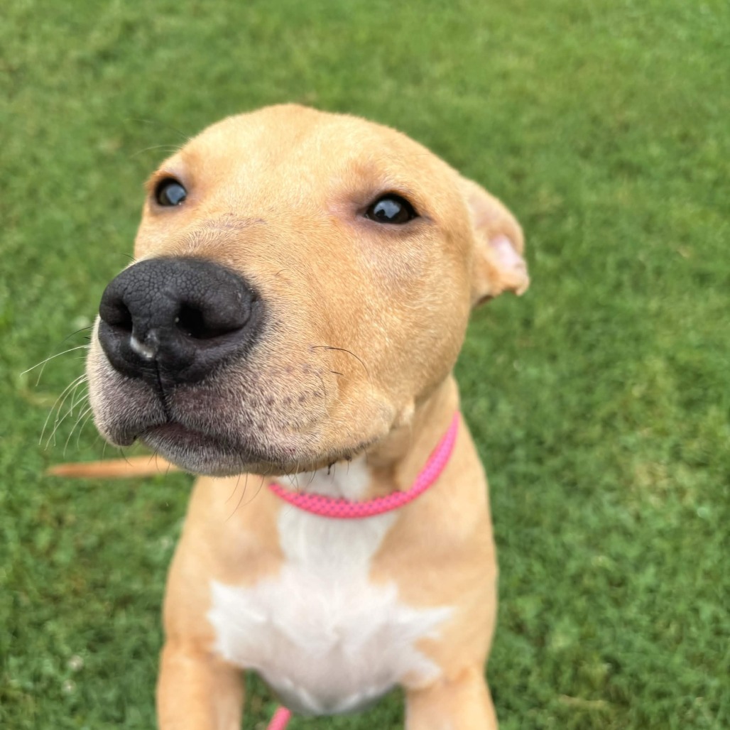 Shelter Stray Male Dog last seen , 328 Furman Hall Rd, Greenville, SC 29609, USA
