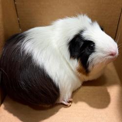 Shelter Stray Female Other last seen , 3607 N Armenia Ave, Tampa, FL 33607, USA