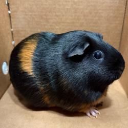 Shelter Stray Female Other last seen , 3607 N Armenia Ave, Tampa, FL 33607, USA