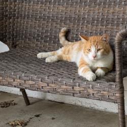 Shelter Stray Male Cat last seen , Animal Care & Control Team of Philly, 111 W Hunting Park Ave, Philadelphia, PA 19140, USA
