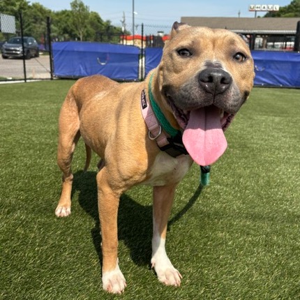 Shelter Stray Female Dog last seen , Animal Care & Control Team of Philly, 111 W Hunting Park Ave, Philadelphia, PA 19140, USA