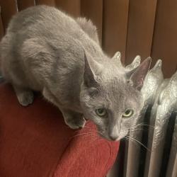Shelter Stray Female Cat last seen , Animal Care & Control Team of Philly, 111 W Hunting Park Ave, Philadelphia, PA 19140, USA