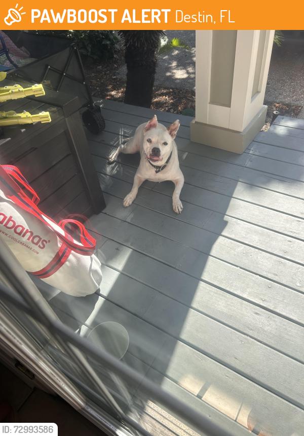 Found/Stray Female Dog last seen Woodwind, Regatta, Destin, FL 32541