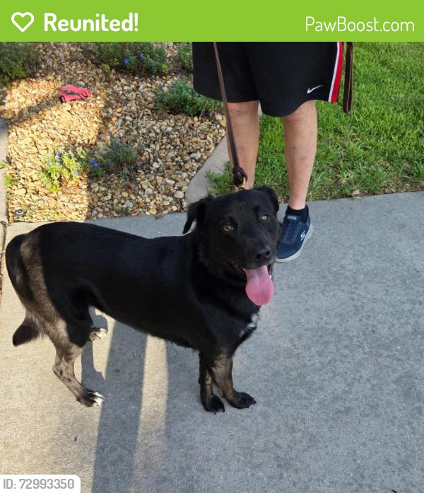 Reunited Male Dog last seen Creedmoor Lane, New Port Richey Fl, Waters Edge, FL 34654