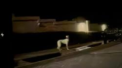 Found/Stray Unknown Dog last seen Calle de montana, Rancho San Diego, CA 92019