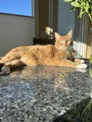 Lost Male Cat last seen Battalion Park School, Calgary, AB T3H 3T1