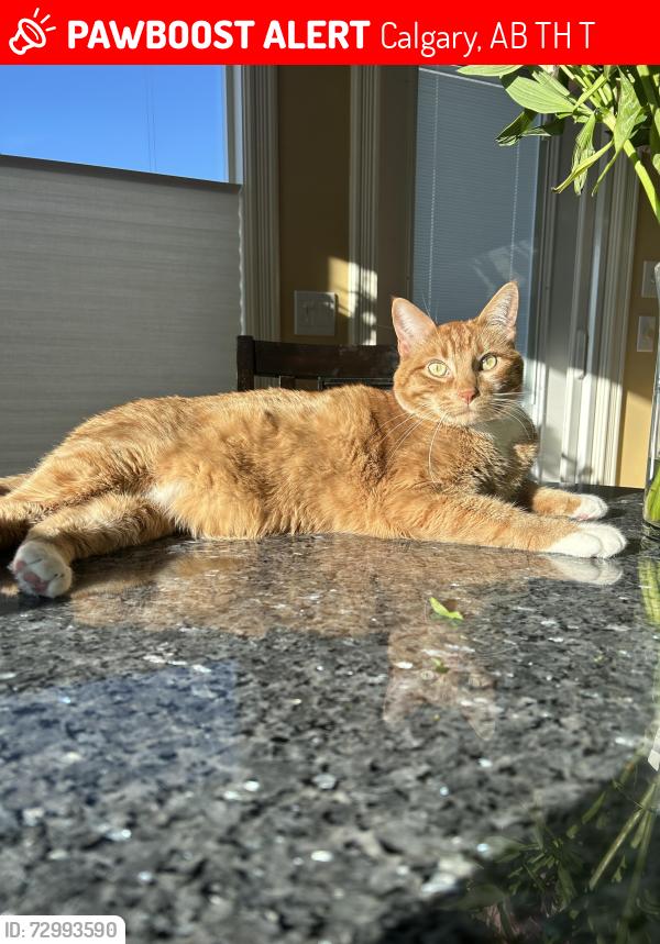 Lost Male Cat last seen Battalion Park School, Calgary, AB T3H 3T1