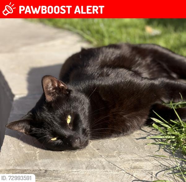 Lost Male Cat last seen Barrowgate Road / Dukes Road, Chiswick, Chiswick, England W4 4QG