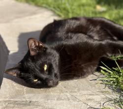 Lost Male Cat last seen Barrowgate Road / Dukes Road, Chiswick, Chiswick, England W4 4QG