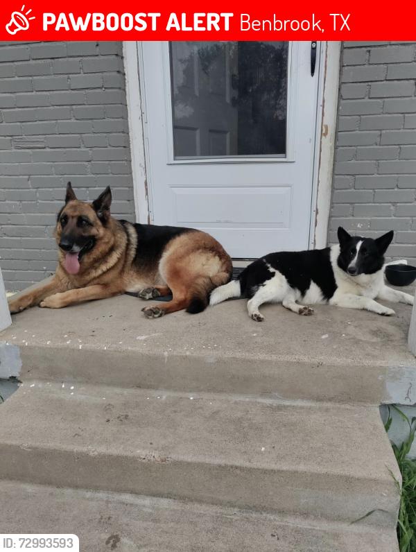 Lost Female Dog last seen Northbrook drive Fort Worth Texas 76116, Benbrook, TX 76116