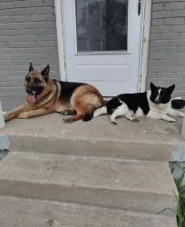 Lost Female Dog last seen Northbrook drive Fort Worth Texas 76116, Benbrook, TX 76116