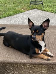 Lost Male Dog last seen Also took and Park, Plant City, FL 33563