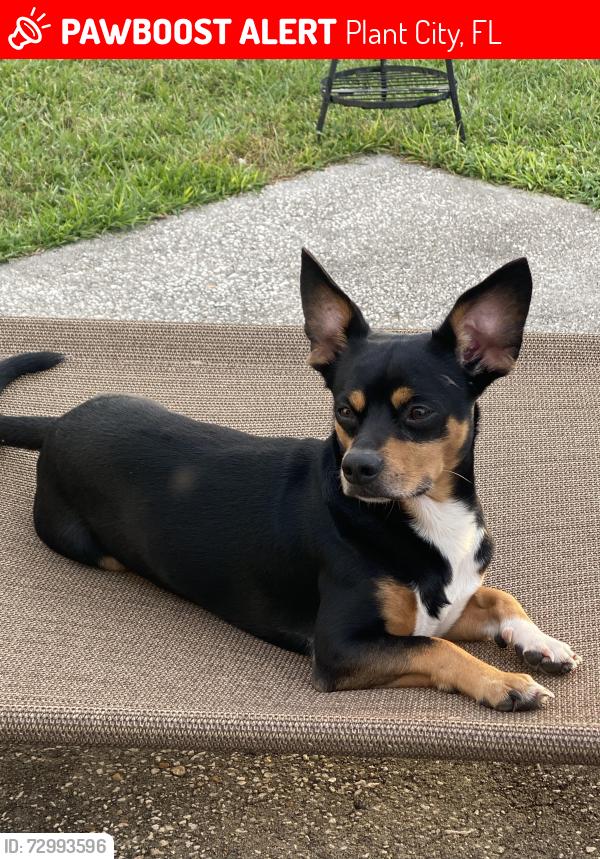 Lost Male Dog last seen Also took and Park, Plant City, FL 33563