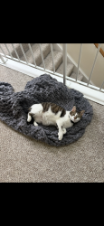 Lost Male Cat last seen polaris dr an harvest gate, Lake in the Hills, IL 60156