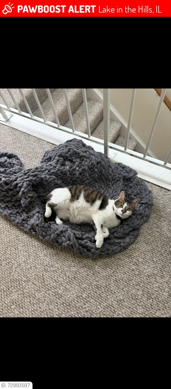 Lost Male Cat last seen polaris dr an harvest gate, Lake in the Hills, IL 60156