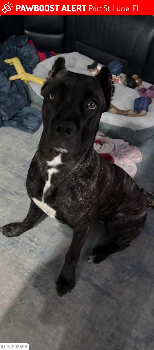 Lost Female Dog last seen Near tilton road PSL 34952, Port St. Lucie, FL 34952