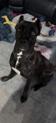 Lost Female Dog last seen Near tilton road PSL 34952, Port St. Lucie, FL 34952