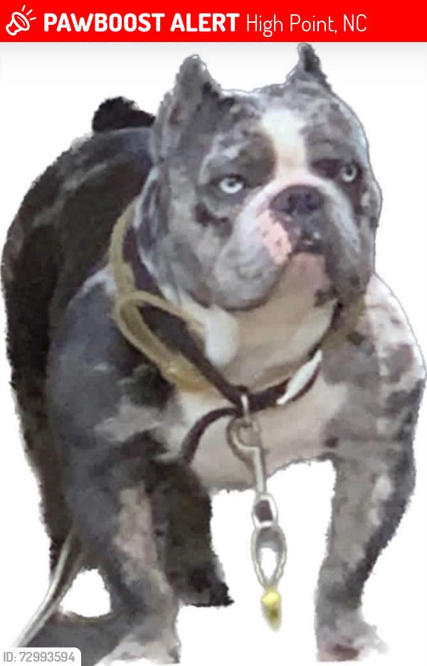 Lost Male Dog last seen Wendell st, High Point, NC 27260