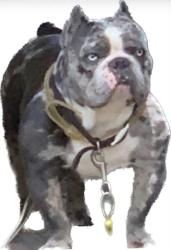 Lost Male Dog last seen Wendell st, High Point, NC 27260